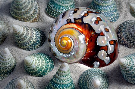 Shell Spiral by Dennis Frates art print