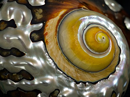 Shell Spiral II by Dennis Frates art print