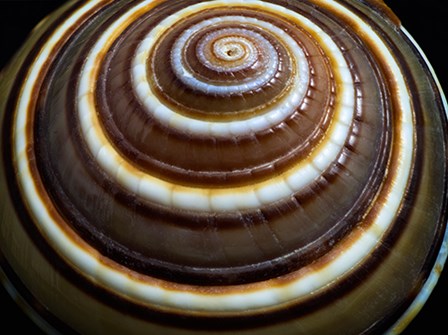 Shell Spiral III by Dennis Frates art print
