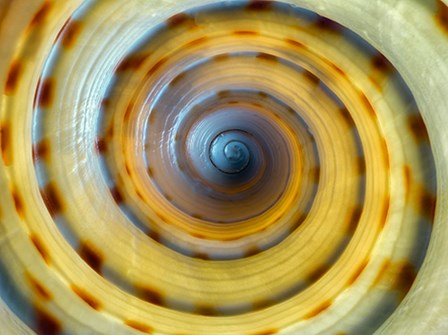Shell Spiral IV by Dennis Frates art print