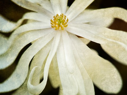 White Flower by Dennis Frates art print