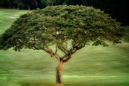 Single Tree by Dennis Frates art print