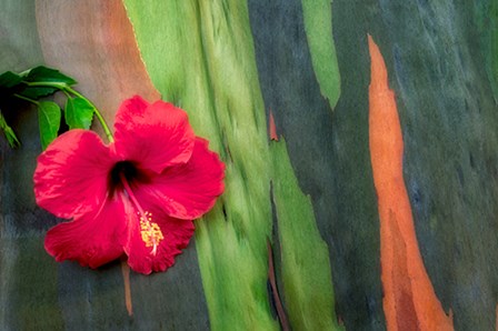 Hibiscus by Dennis Frates art print