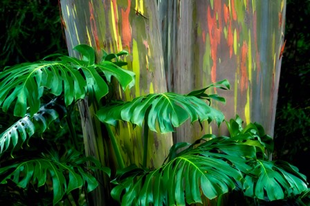 Tropical Leaves by Dennis Frates art print
