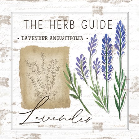 Herb Guide - Lavender by Jennifer Pugh art print