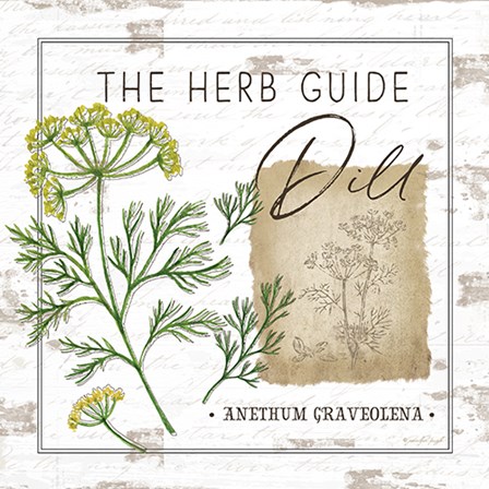 Herb Guide - Dill by Jennifer Pugh art print