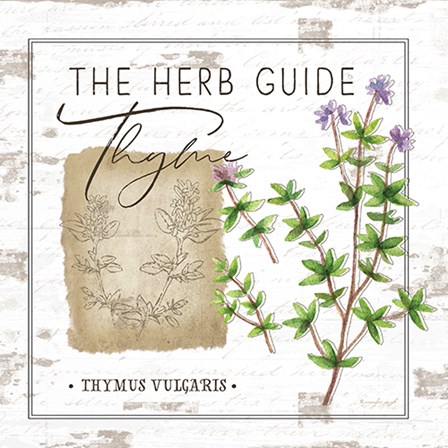 Herb Guide - Thyme by Jennifer Pugh art print