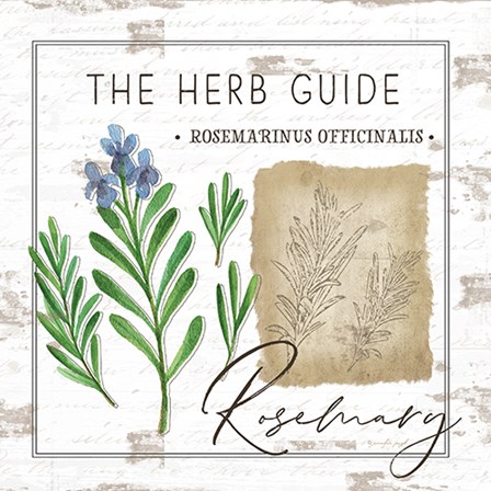 Herb Guide - Rosemary by Jennifer Pugh art print