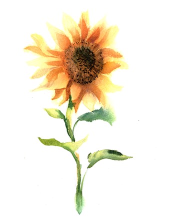 Sunflower III by Olga Shefranov art print