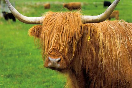 Scottish Highland Cattle I by Alan Majchrowicz art print