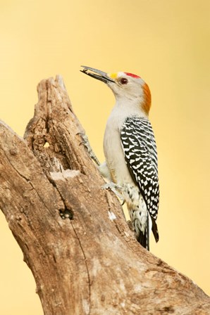 Golden-Fronted Woodpecker Eating A Seed, Linn, Texas by Janet Horton / DanitaDelimont art print