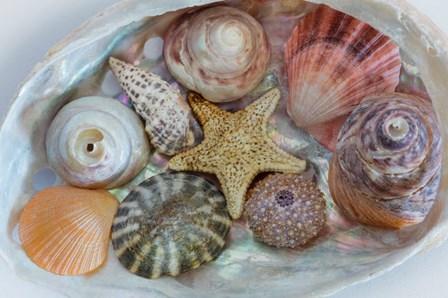 Collection Of Pacific Northwest Seashells by Jaynes Gallery / Danita Delimont art print