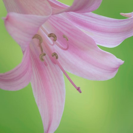 Lily Blossoms Close-Up by Jaynes Gallery / Danita Delimont art print