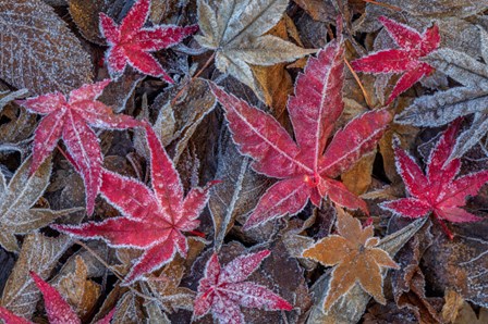 Frosty Leaves In Autumn by Jaynes Gallery / Danita Delimont art print