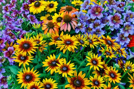 Painted Tongue And Hirta Daisies In Tight Grouping by Darrell Gulin / Danita Delimont art print