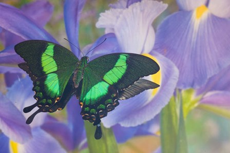 Green Swallowtail Butterfly, Papilio Palinurus Daedalus, In Reflection With Dutch Iris by Darrell Gulin / Danita Delimont art print