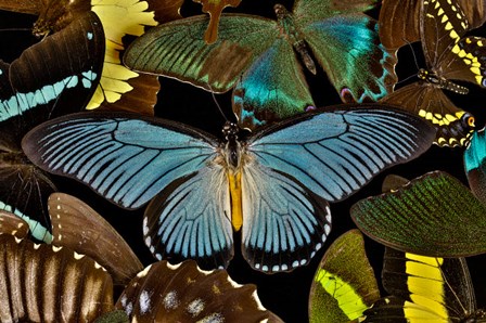 Butterflies Grouped Together To Make Pattern With African Blue by Darrell Gulin / Danita Delimont art print