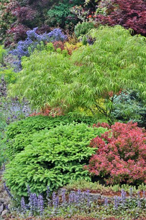 Spring Color With Deer Proof Shrubs And Trees, Sammamish, Washington State by Darrell Gulin / Danita Delimont art print