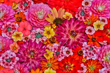 Flower Pattern With Large Group Of Flowers, Sammamish, Washington State by Darrell Gulin / Danita Delimont art print