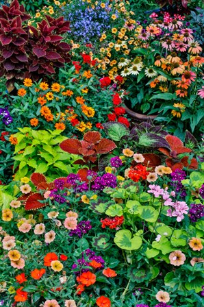 Garden In Full Bloom, Sammamish, Washington State by Darrell Gulin / Danita Delimont art print