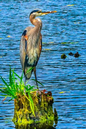 Great Blue Heron, Juanita Bay Park, Kirkland, Washington State by William Perry / Danita Delimont art print