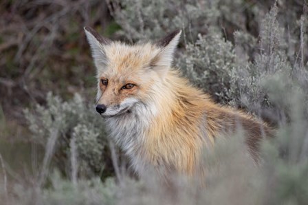 Red Fox Framed By Sage Brush In Lamar Valley, Wyoming by Jaynes Gallery / Danita Delimont art print