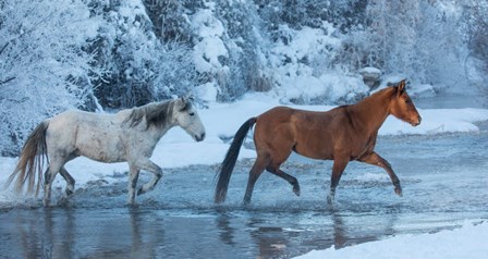 Horses Crossing Shell Creek In Winter, Wyoming by Darrell Gulin / Danita Delimont art print