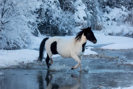 Horse Crossing Shell Creek In Winter by Darrell Gulin / Danita Delimont art print
