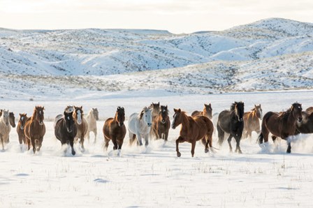 Herd Of Horses Running In Snow by Darrell Gulin / Danita Delimont art print