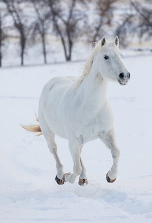 White Horse Running In The Snow by Darrell Gulin / Danita Delimont art print