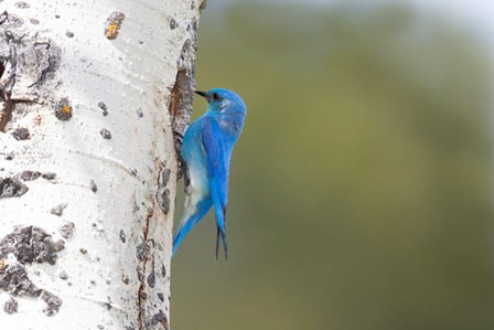 A Male Mountain Bluebird Perching At Its Nest Hole by Ellen Goff / Danita Delimont art print