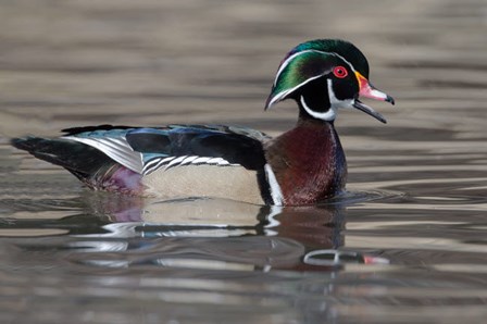 Wood Duck Drake In Breeding Plumage Floats On The River While Calling by Ellen Goff / Danita Delimont art print