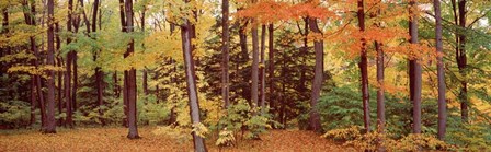 Autumn Trees In A Forest, Chestnut Ridge Park, New York by Panoramic Images art print