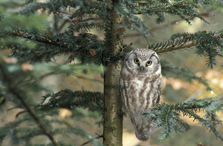 Owl In Tree by Panoramic Images art print