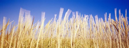 Marram Grass In A Field, Washington State by Panoramic Images art print