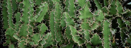 Close-Up Of Cactus Plants, Botanical Gardens Of Buffalo, New York by Panoramic Images art print