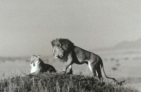 Lion And Lioness On A Hill by Panoramic Images art print