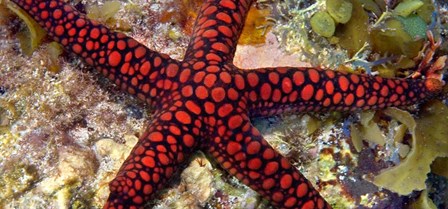 Sea Star by Panoramic Images art print