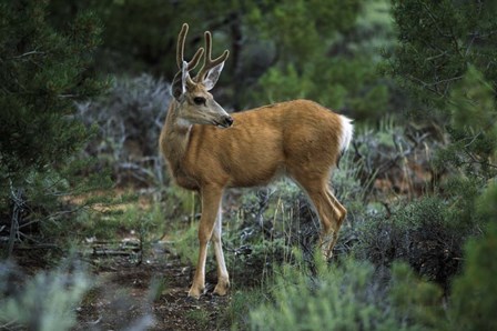Young Mule Deer Buck, Grand Canyon National Park, Arizona by Panoramic Images art print