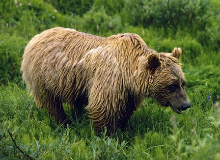 Rain-Soaked Grizzly Bear In Grass, Profile, Denali National Park, Alaska by Panoramic Images art print