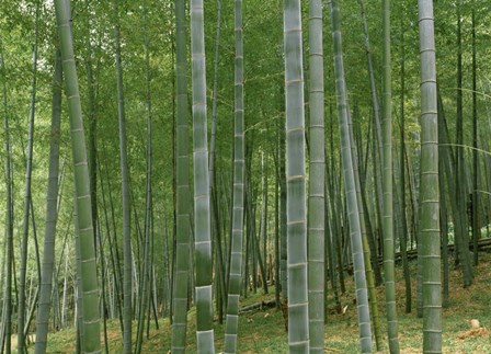 Bamboo Trees In A Forest, Fukuoka, Japan by Panoramic Images art print
