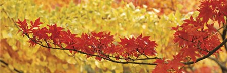 Red And Yellow Autumnal Leaves by Panoramic Images art print