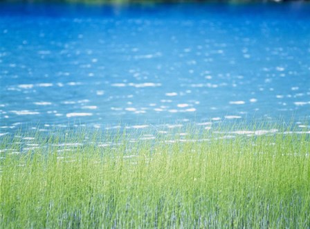 Grass In Water by Panoramic Images art print