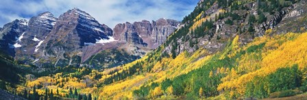 Aspen Trees In Autumn With Mountains In The Background, Elk Mountains, Colorado by Panoramic Images art print