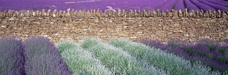 Lavender Growing Beside Dry-Stone Wall, Somerset, England by Panoramic Images art print