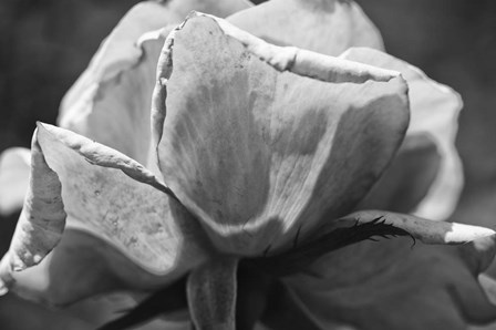 Close-Up Of A Rose by Panoramic Images art print