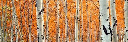 View Of Aspen Trees, Granite Canyon, Wyoming, by Panoramic Images art print