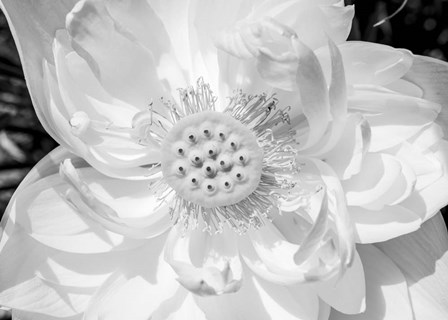 Close-Up Of American White Waterlily Flower by Panoramic Images art print