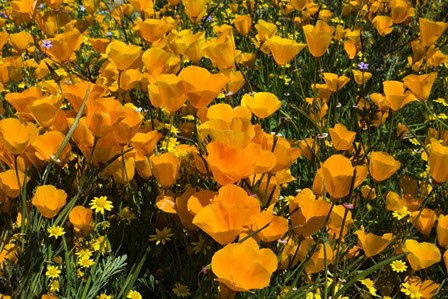 California Poppies And Canterbury Bells Growing In A Field by Panoramic Images art print