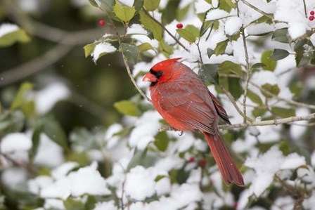 Close-Up Of Male Northern Cardinal In American Holly by Panoramic Images art print
